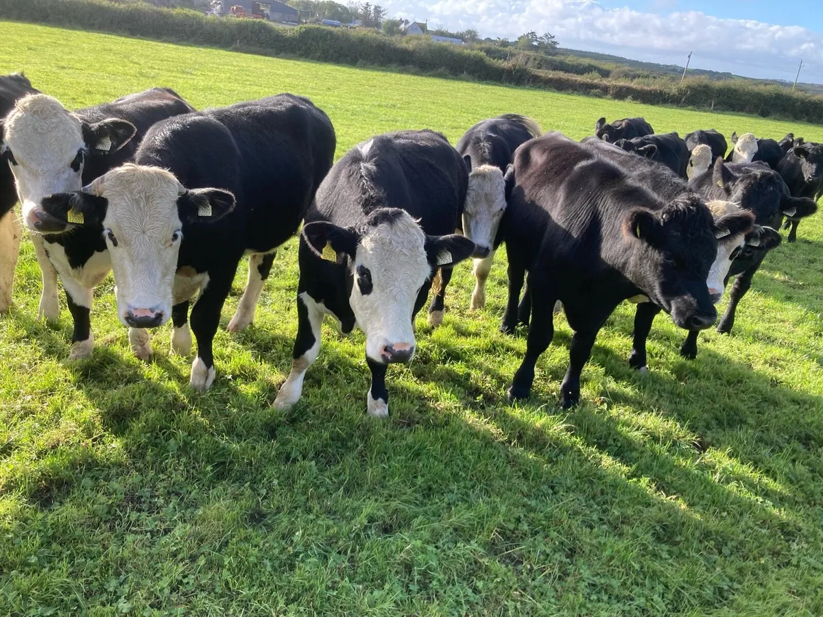 HEX Bullocks and AAX Bullocks for sale - Image 4