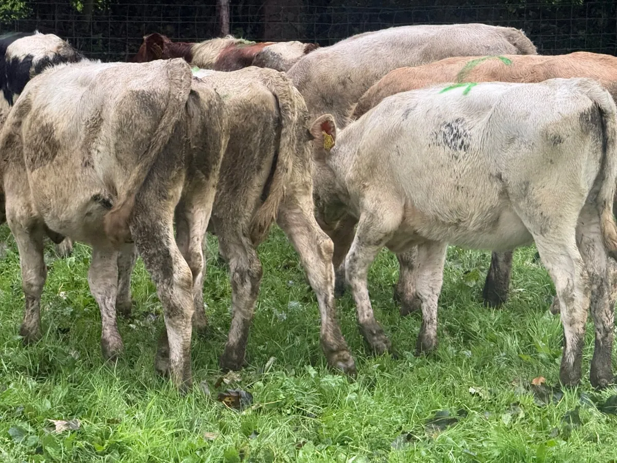 8 CHARLAOIS & BLUE WEANLINGS - Image 2