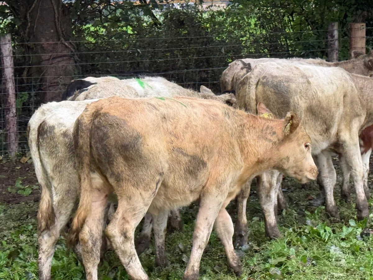 8 CHARLAOIS & BLUE WEANLINGS - Image 3