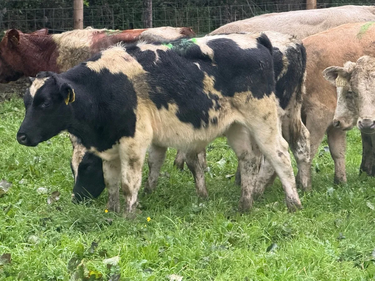 8 CHARLAOIS & BLUE WEANLINGS - Image 4