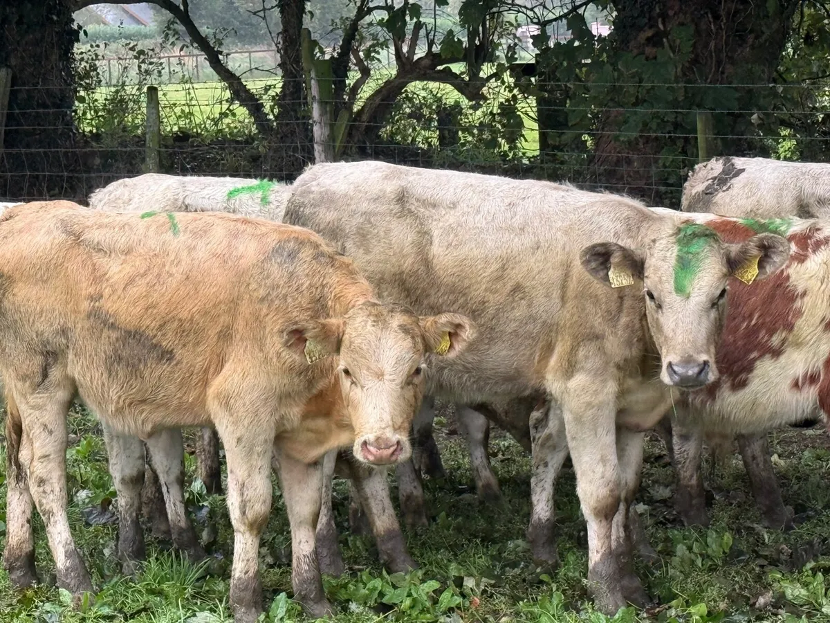 8 CHARLAOIS & BLUE WEANLINGS - Image 1