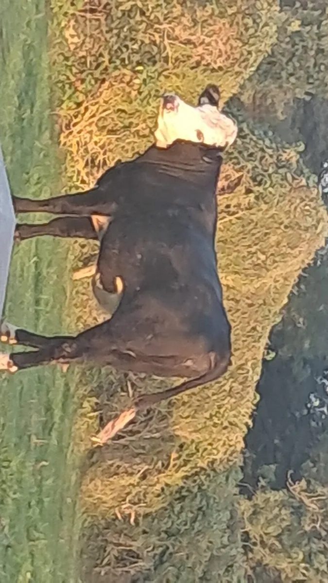 2 heifers - Image 1