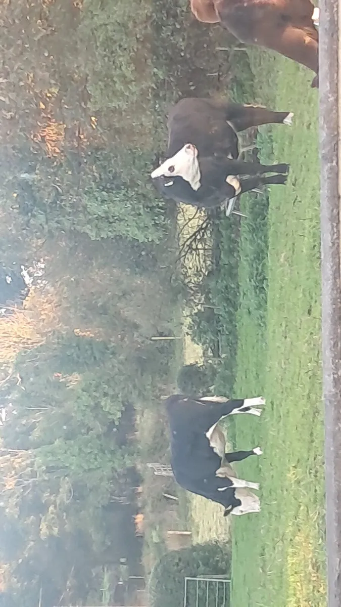 2 heifers - Image 2