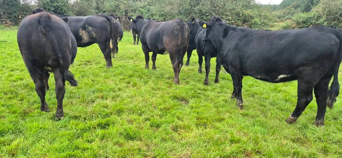 Aubrac heifers - Image 2