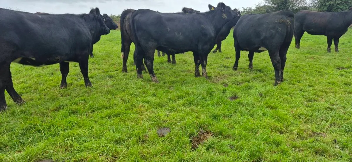 Aubrac heifers - Image 3