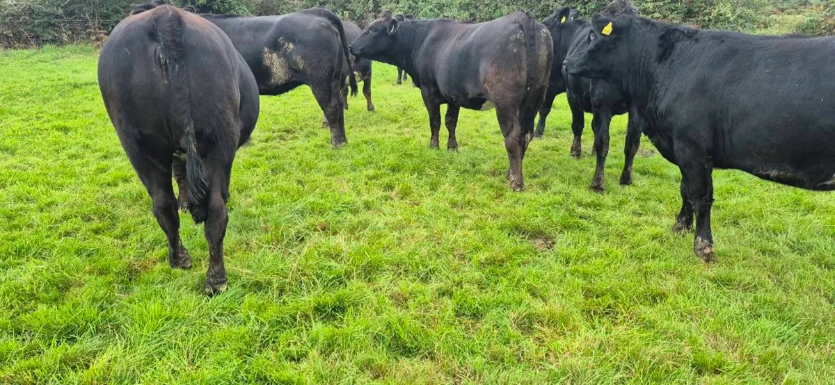 Aubrac heifers - Image 4