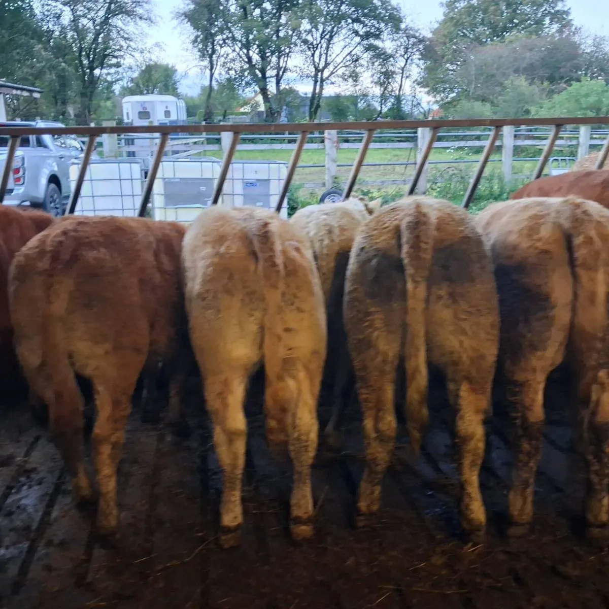 Charolais heifer weanlings - Image 1