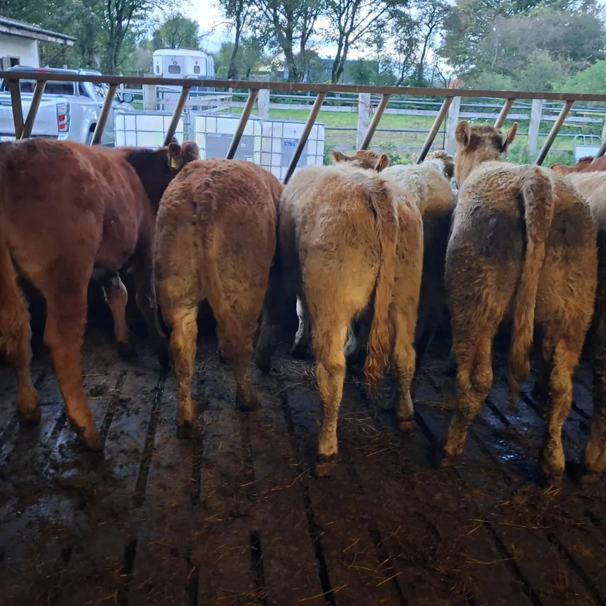 Charolais heifer weanlings - Image 2