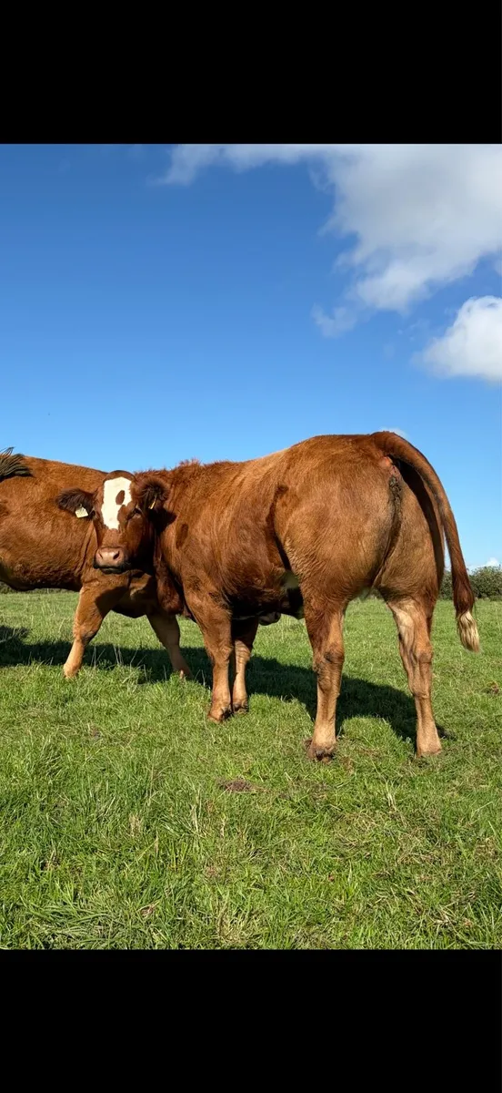 Incalf heifers - Image 1