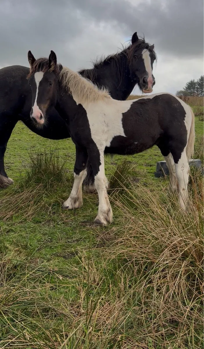 Colt foal - Image 1