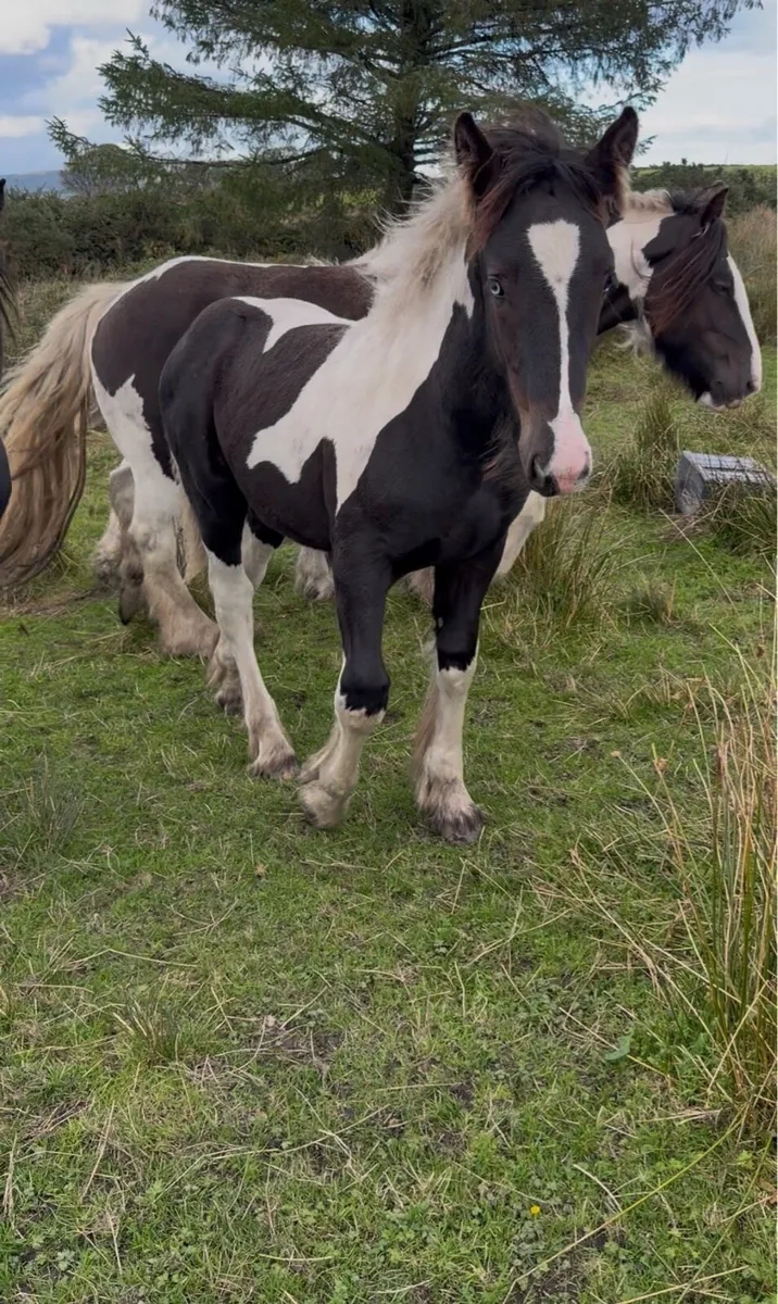 Colt foal - Image 2