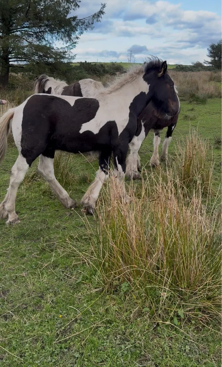 Colt foal - Image 3