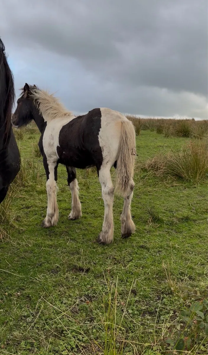 Colt foal - Image 4