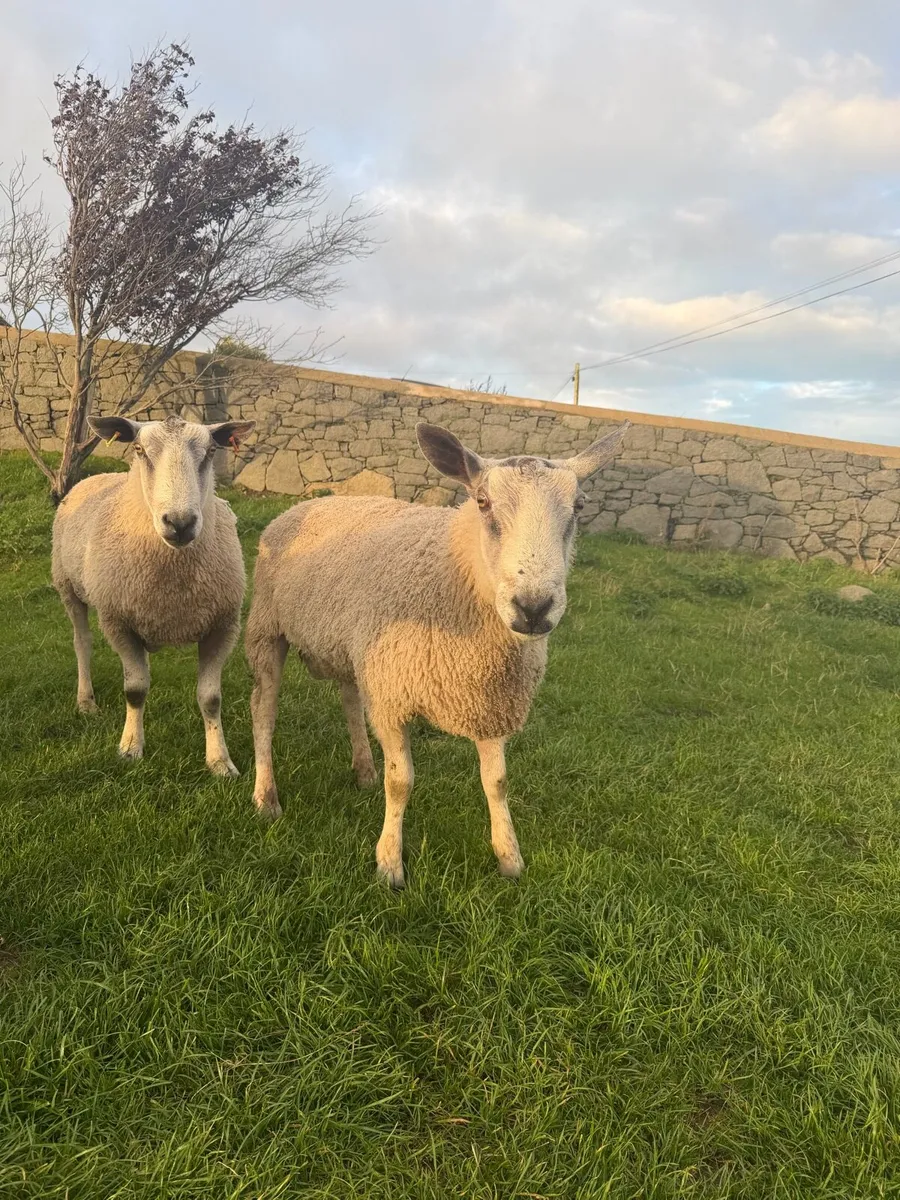 Traditional blue faced leisters - Image 2