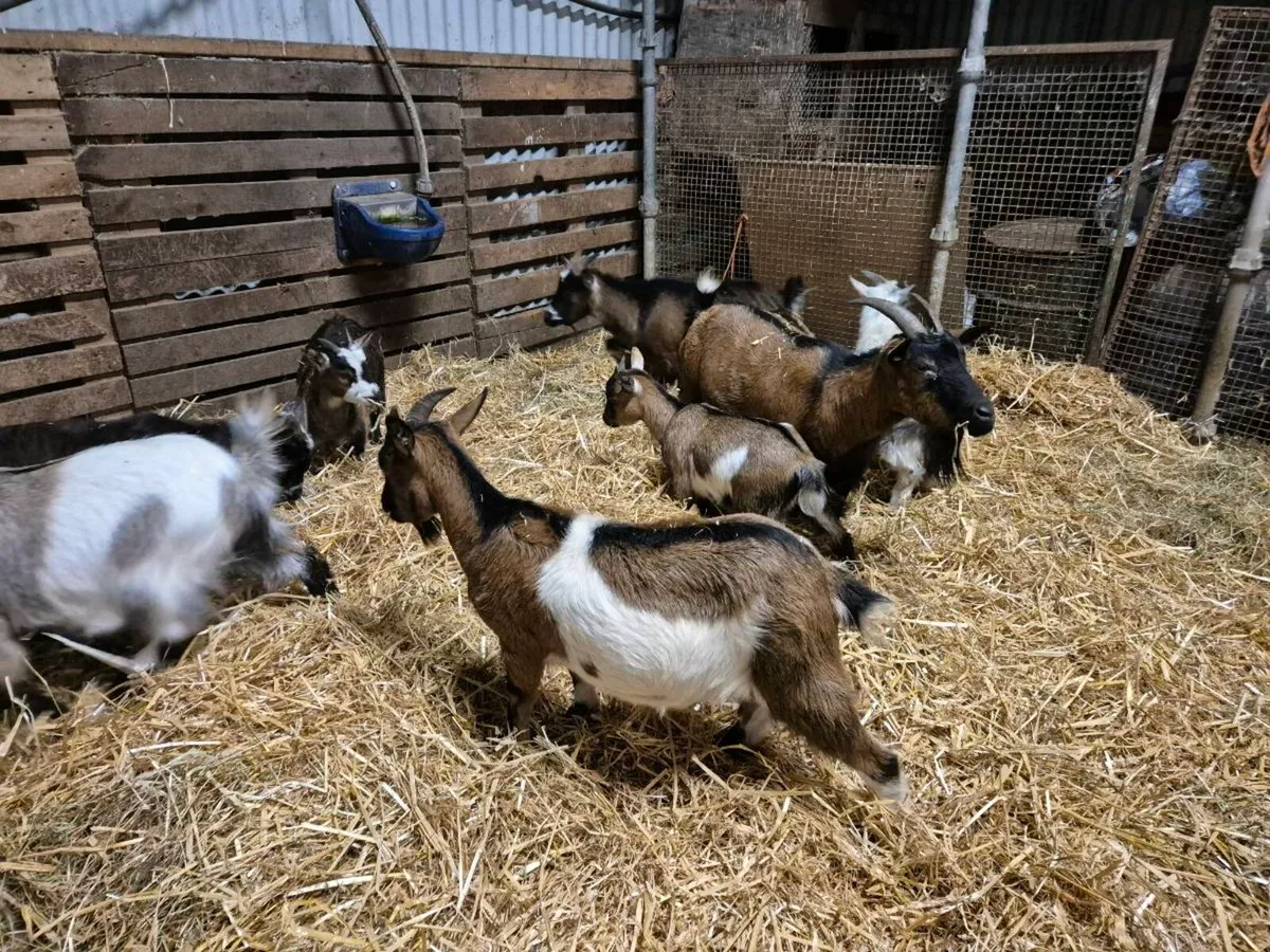 Pbnr nubian puck  & pygmy goats/milkers - Image 2