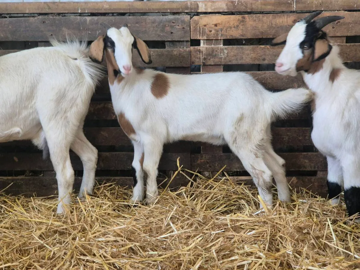 Pbnr nubian puck  & pygmy goats/milkers - Image 3