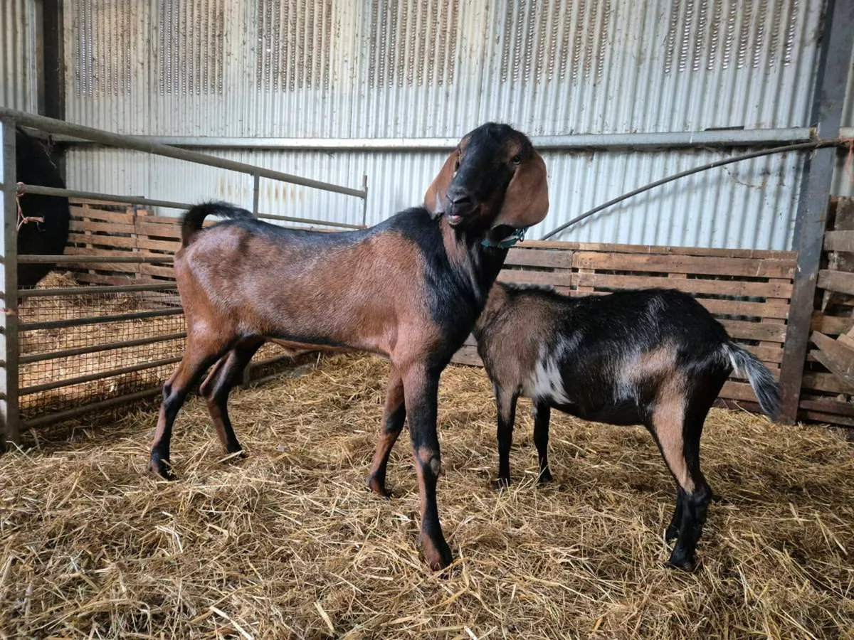 Pbnr nubian puck  & pygmy goats/milkers - Image 4