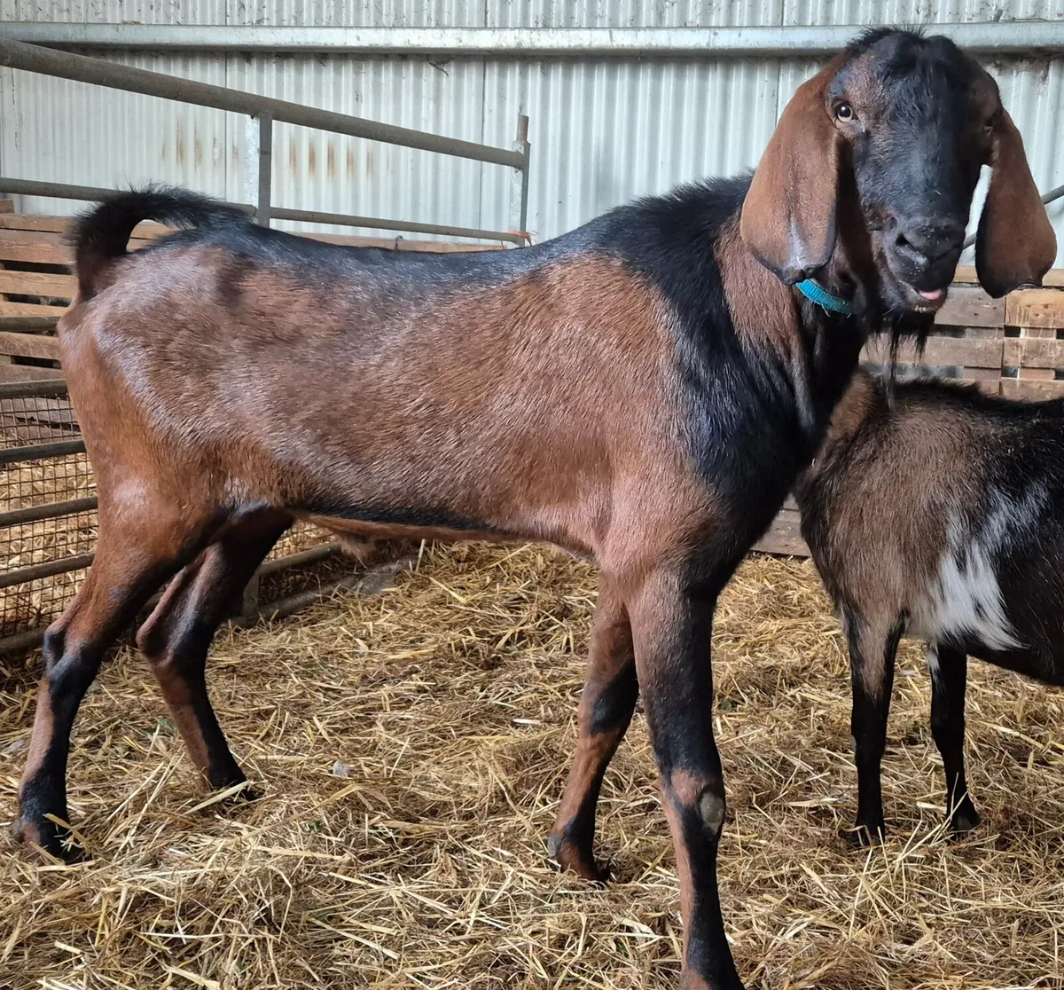 Pbnr nubian puck  & pygmy goats/milkers - Image 1