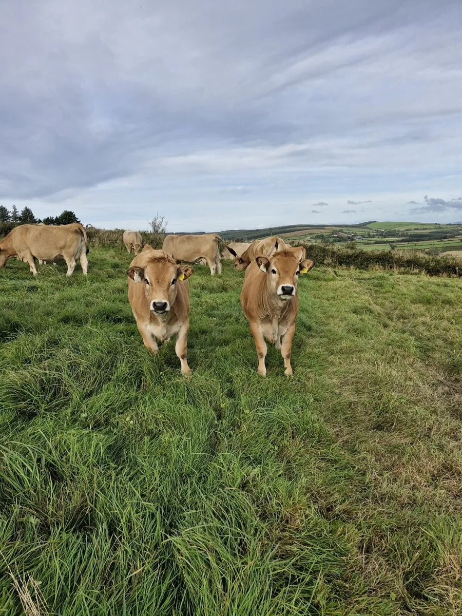Aubrac weanling heifer’s - Image 2