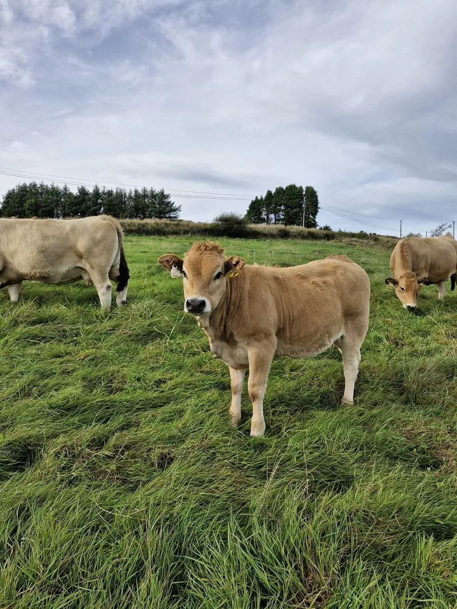 Aubrac weanling heifer’s - Image 3
