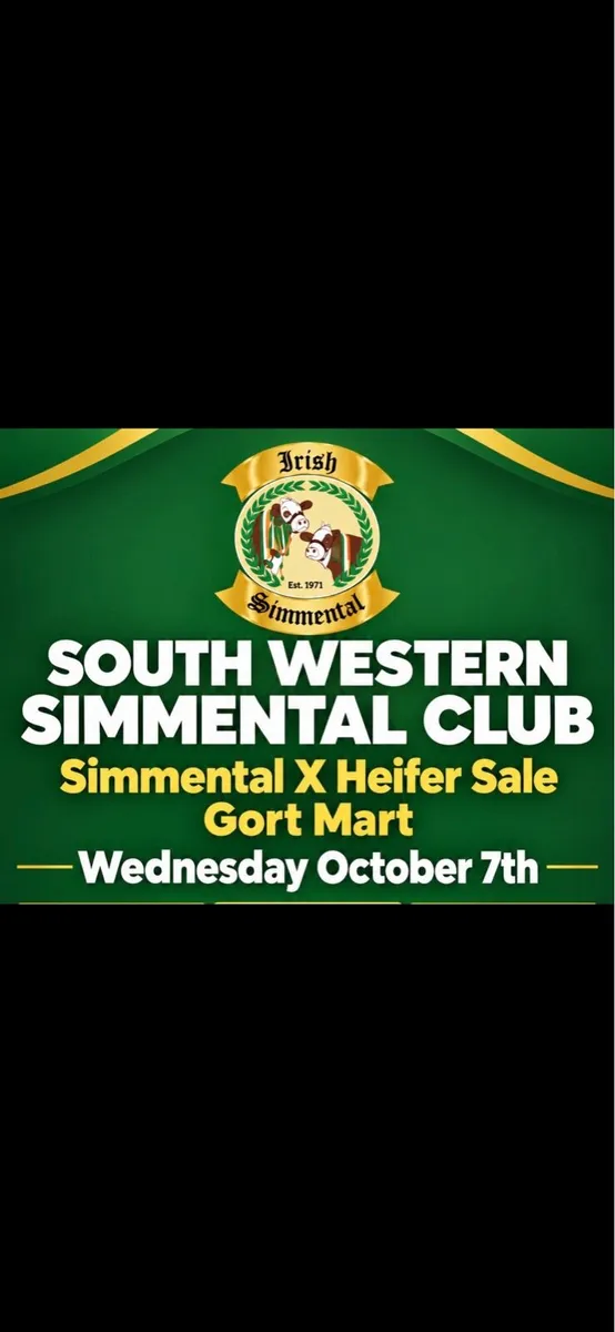 Annual Simmental X Heifer Sale Gort - Image 1