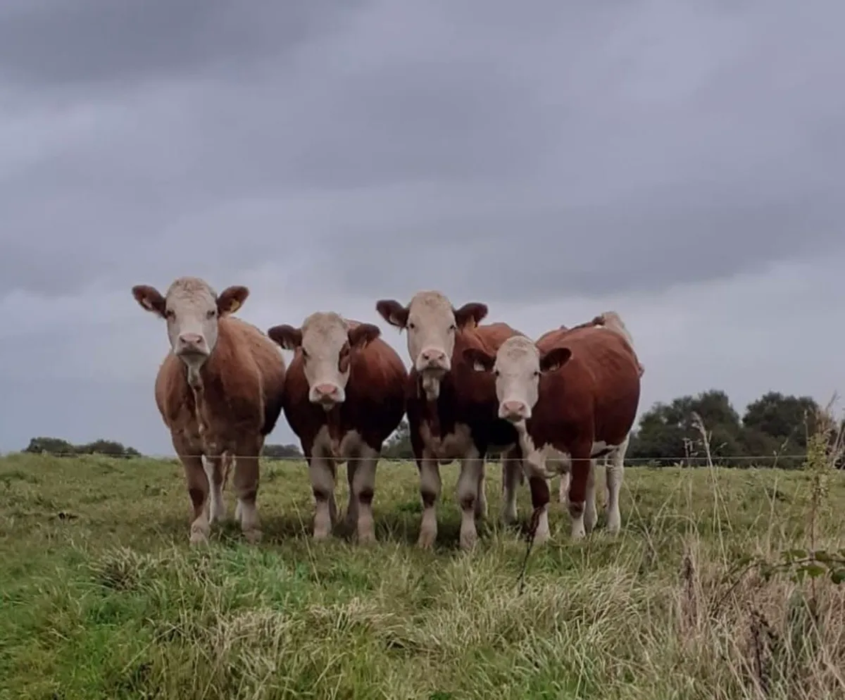 Annual Simmental X Heifer Sale Gort - Image 2