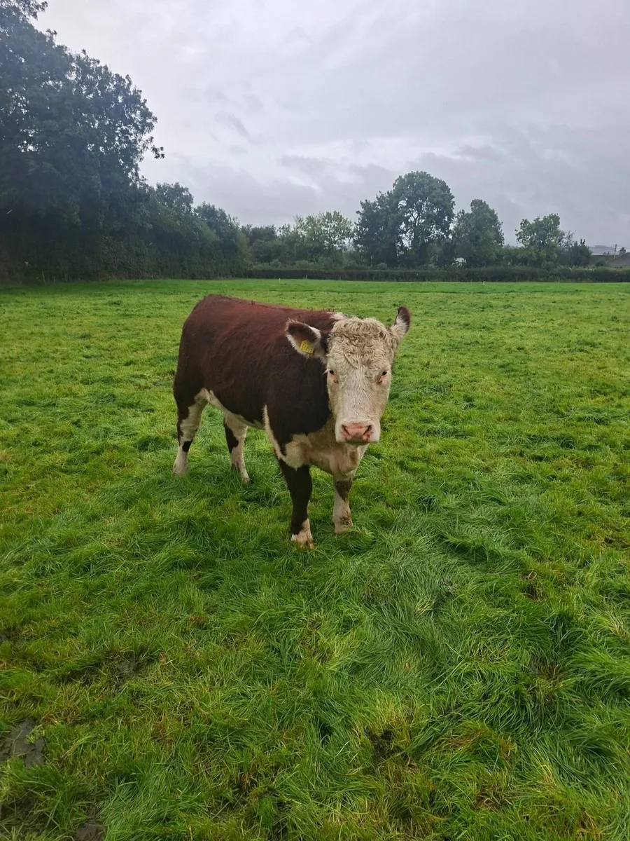 Pedigree Hereford Heifer - Image 1
