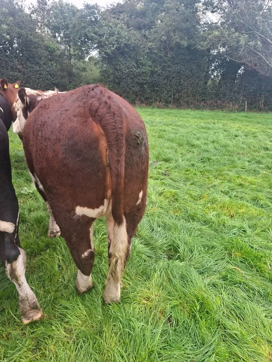 Pedigree Hereford Heifer - Image 3