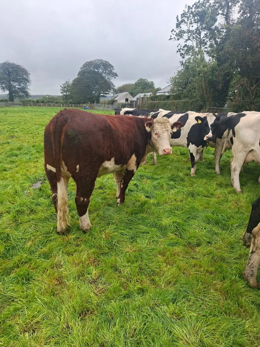 Pedigree Hereford Heifer - Image 4