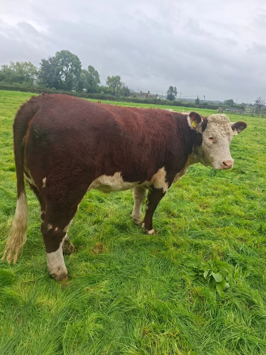 Pedigree Hereford Heifer - Image 2