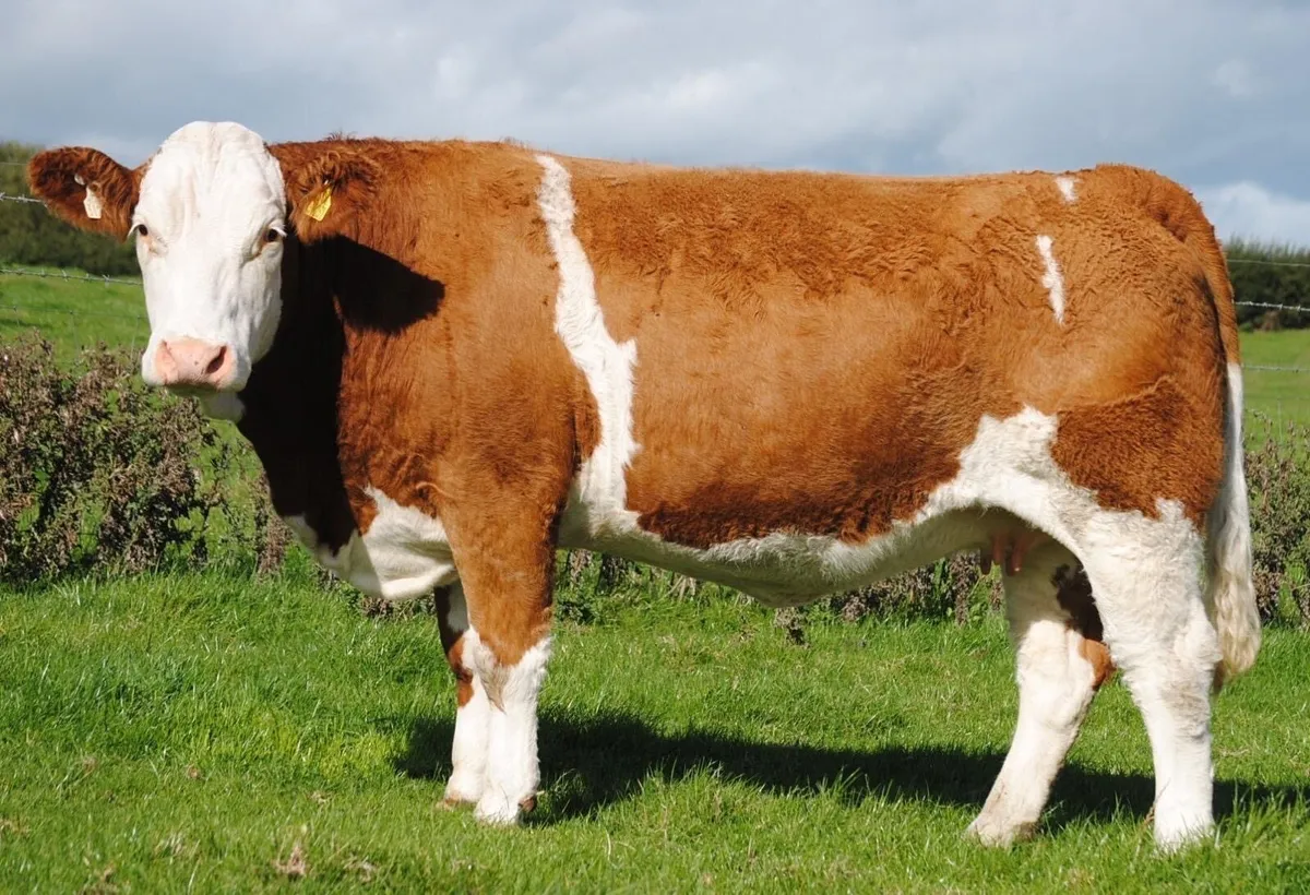 Annual Simmental X Heifer Sale Gort - Image 3