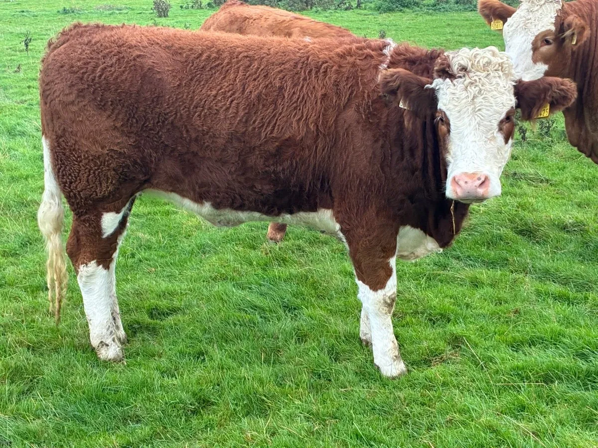 Annual Simmental X Heifer Sale Gort - Image 4