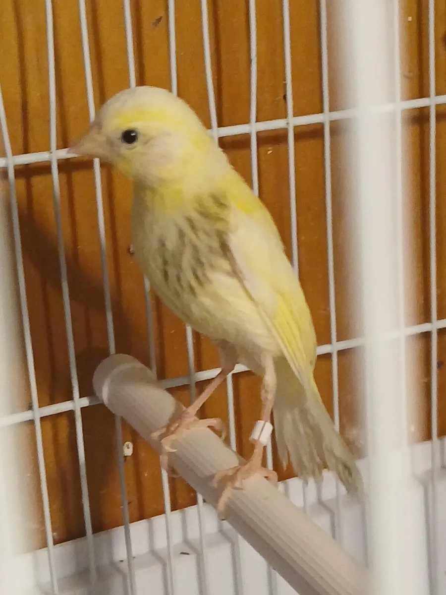 2026 irish fancy canaries