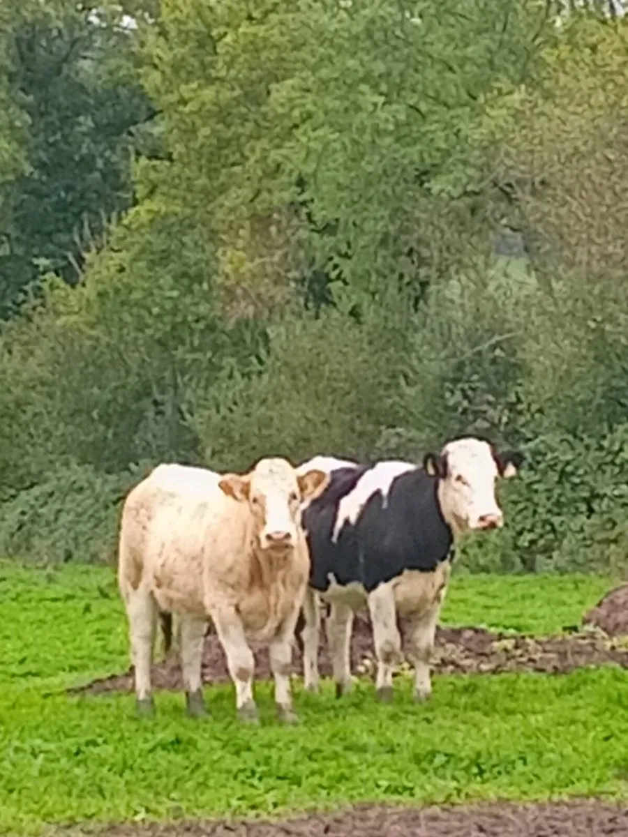 Organic Simmental Breeding heifers Genotyped 🌟 - Image 1