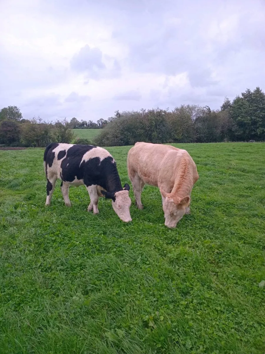 Organic Simmental Breeding heifers Genotyped 🌟 - Image 2