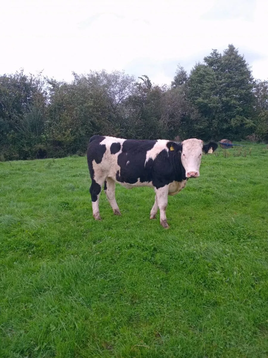 Organic Simmental Breeding heifers Genotyped 🌟 - Image 3