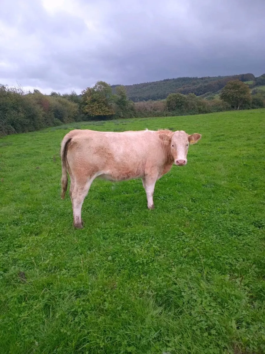 Organic Simmental Breeding heifers Genotyped 🌟 - Image 4
