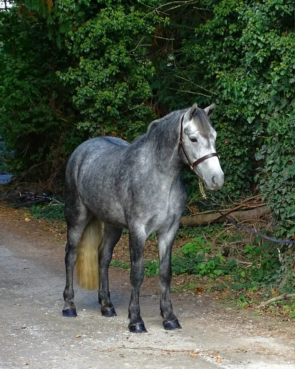 15h Connemara gelding - Image 1