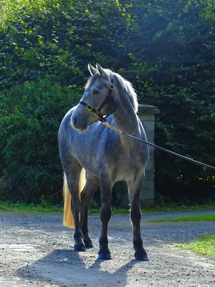 15h Connemara gelding - Image 2