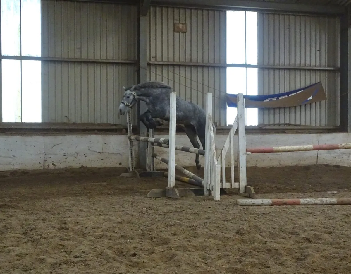 15h Connemara gelding - Image 3