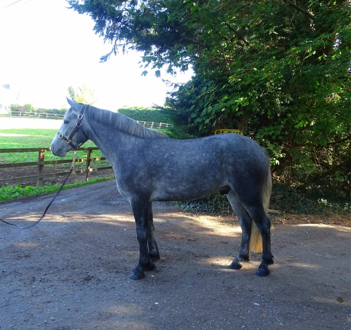 15h Connemara gelding - Image 4