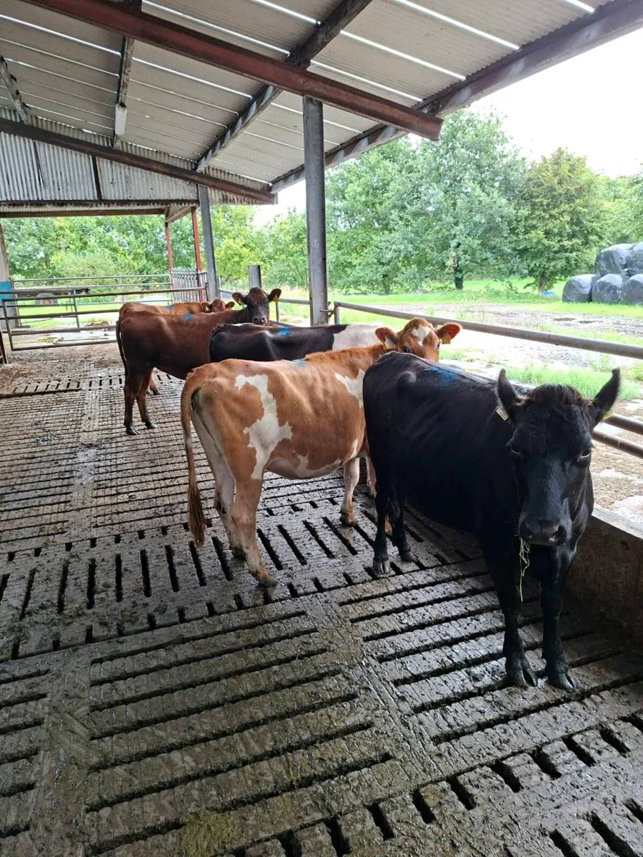 5 Jex heifers - Image 2
