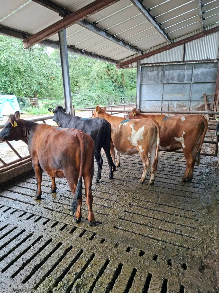 5 Jex heifers - Image 1