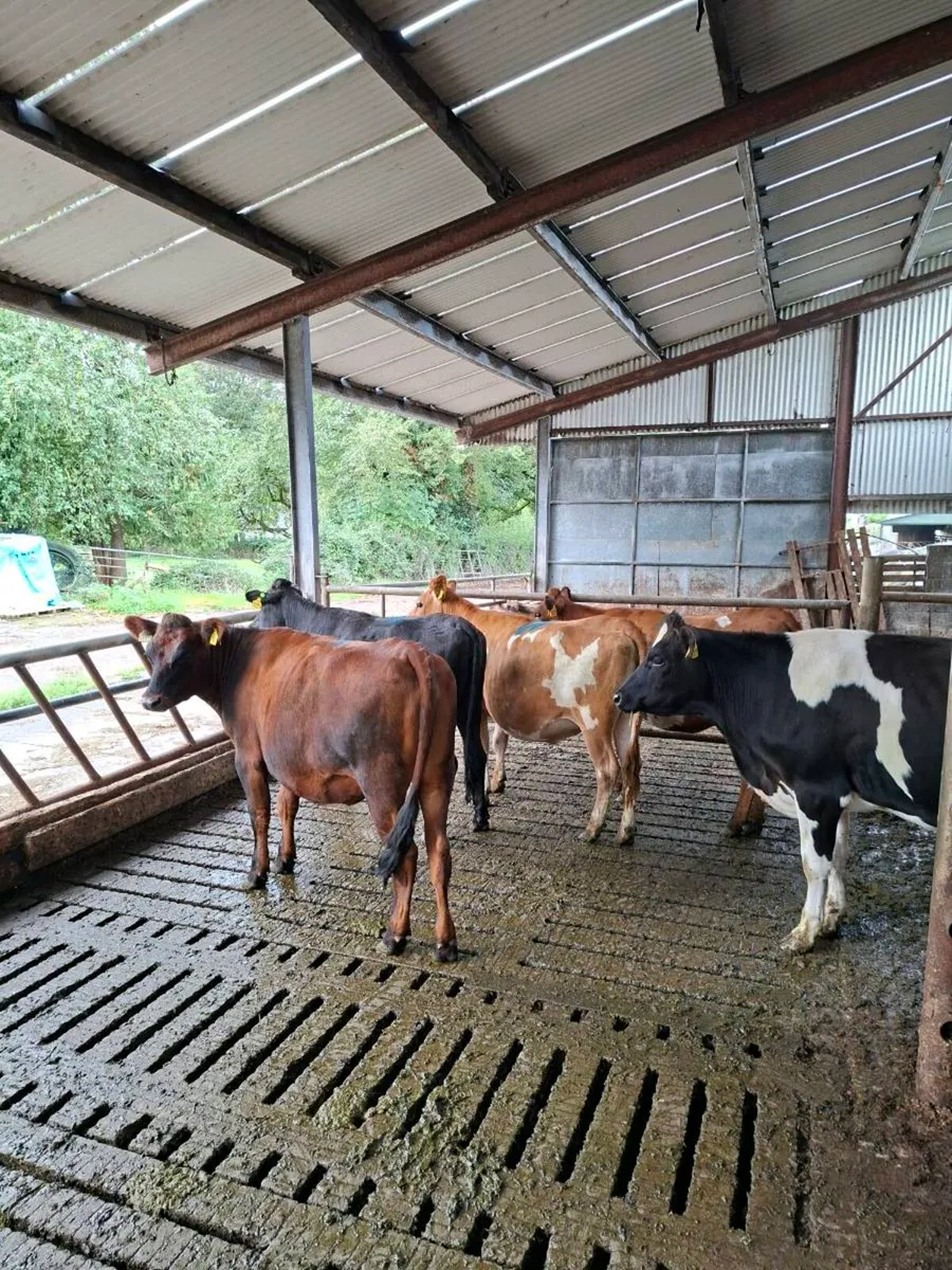 5 Jex heifers - Image 3