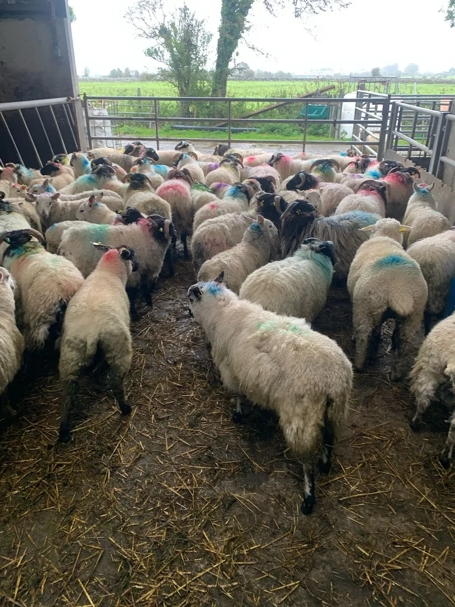 ✅store lambs✅ - Image 1