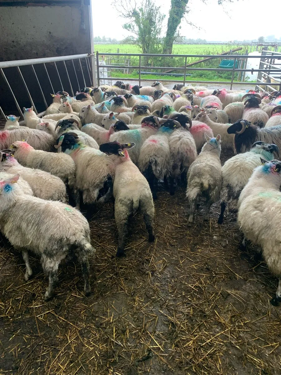 ✅store lambs✅ - Image 2