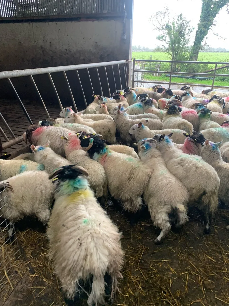✅store lambs✅ - Image 3