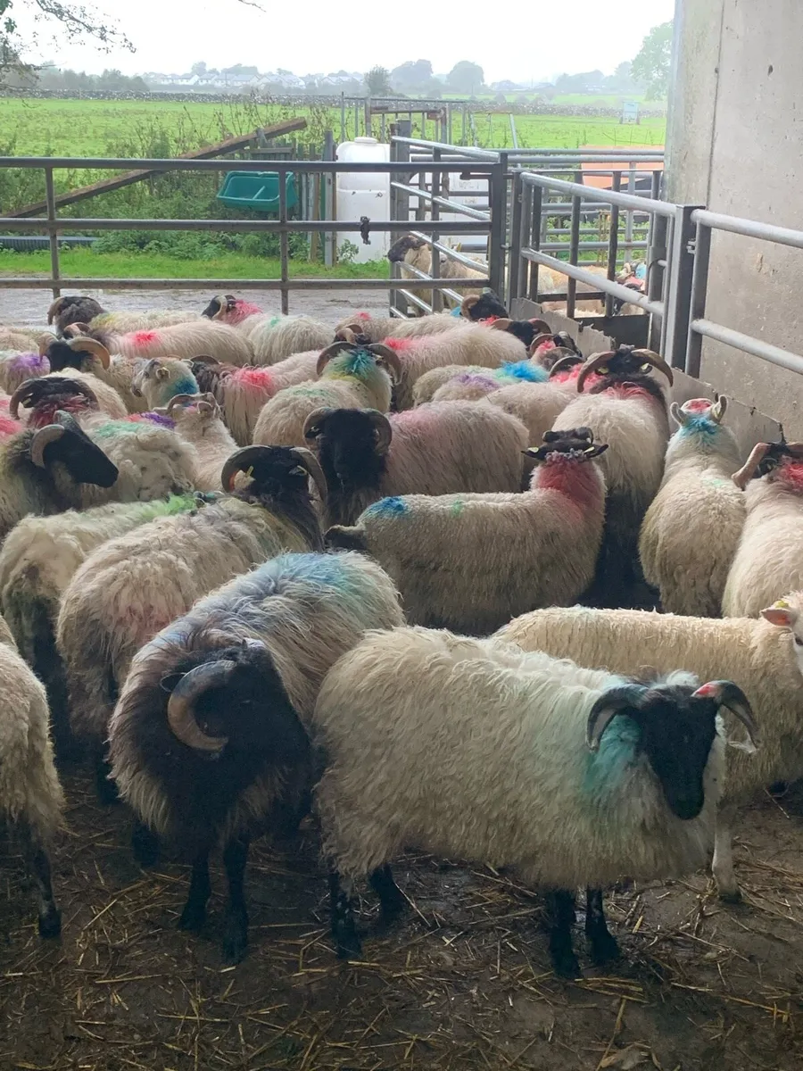 ✅store lambs✅ - Image 4