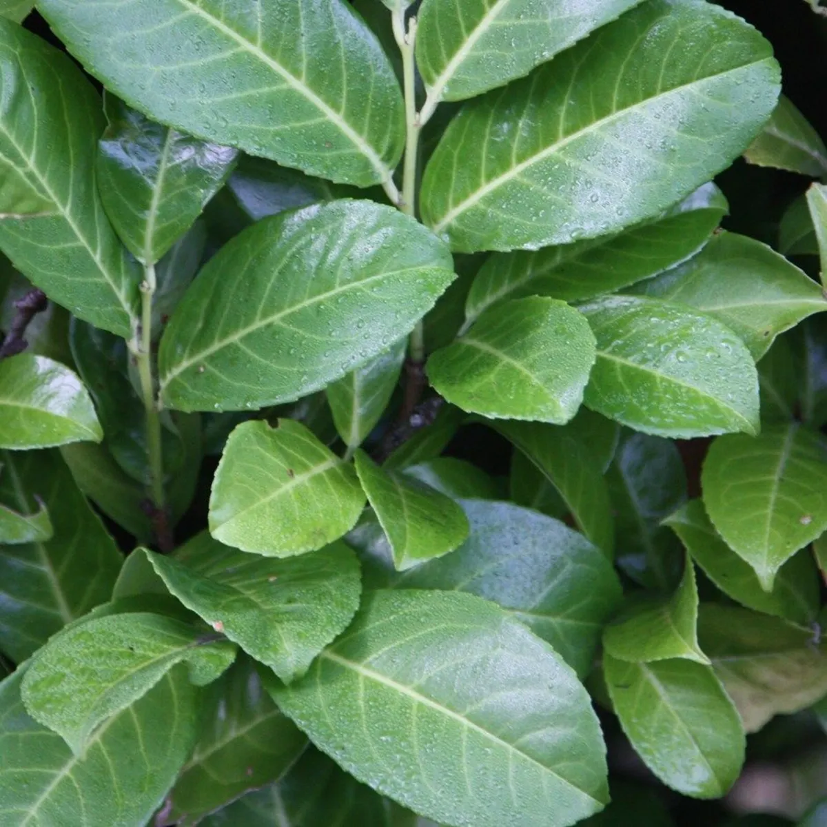 Hedging  Laurels all types of hedging - Image 1