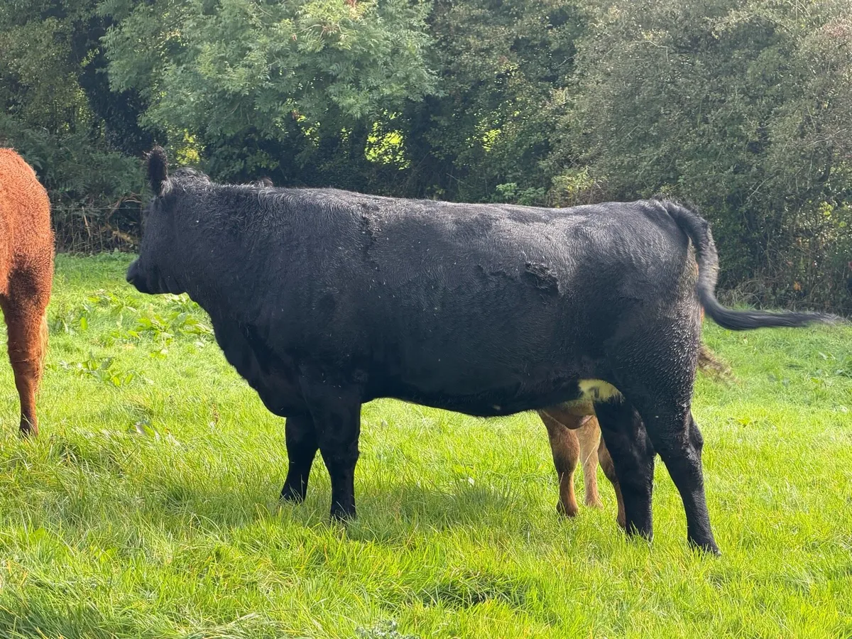 In Calf Heifers - Image 3